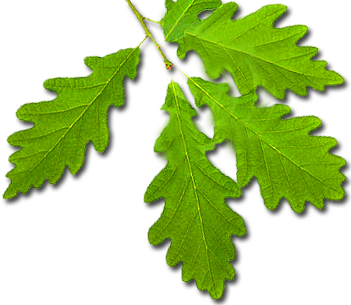 leaf